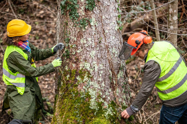 Best Tree Preservation Services  in Raton, NM